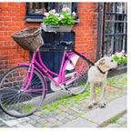 Bicycle Walking Dog Leash Chain Loading Unloading