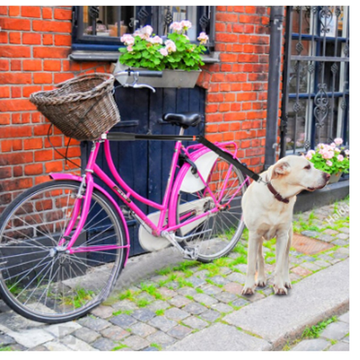 Bicycle Walking Dog Leash Chain Loading Unloading