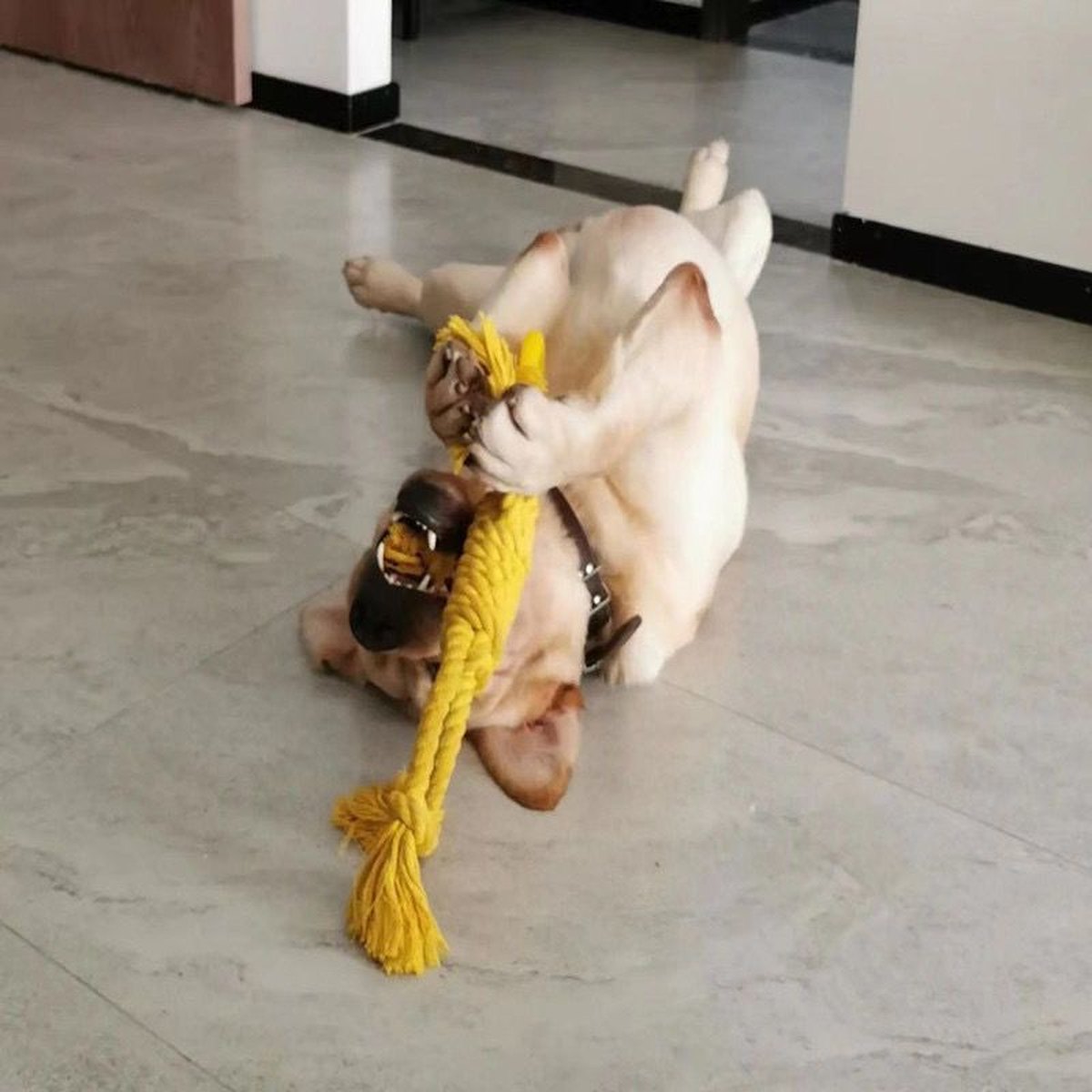 Modern Dog Bite Toy Tear-resistant Solid Color